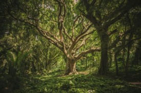 Tree growing in lush forest